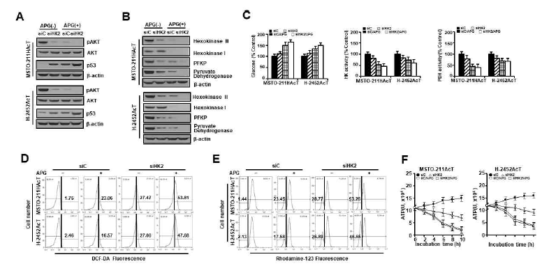 산성 환경에 적응시킨 MSTO-211HAcT 및 H2452AcT 세포에서 apigenin에 의한 에너지 대사 억제 및 hexokinase-2 knockdown 효과. (A) pAkt, p53 단백질 발현의 변화 분석 결과. (B) 포도당분해 관련 주요 효소의 발현 변화 결과. (C) 배양액내 glucose 농도 변화 및 세포내 hexokinase 및 pyruvate dehydrogenase활성 변화 결과. (D) ROS 측정 결과. (E) Mitochondrial membrane potential 측정 결과. (F) 세포내 ATP농도 변화 결과. APG, apigenin (30 uM); siC, control siRNA; siHK2, hexokinase 2-targeting siRNA