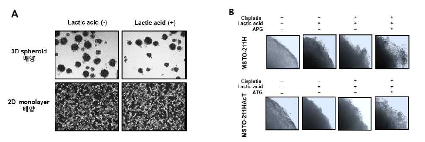 MSTO-211H세포의 2D 및 3D spheroid 배양.(A) 3,8 μM lactc acid(-)와 (+)조건에서 2D 및 3D세포 배양세포들의 형태학적 관찰. (B) lactc acid(3,8 μM), 항암제 cisplatin (80 μM), apigenin (30 μM) 및 arctgenin (5 μM)의 단독 혹은 혼합처리하에서 spheroid 바깥층(outer shell)의 형태학적 관찰