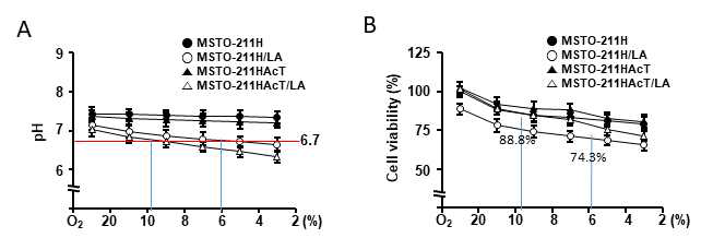 MSTO211H세포 배양시 산소농도에 따른 배양액내 pH 및 세포생존율 변화.(A) 2-20% 산소 농도에서 배양액내 pH. (B) 세포생존율 분석 결과