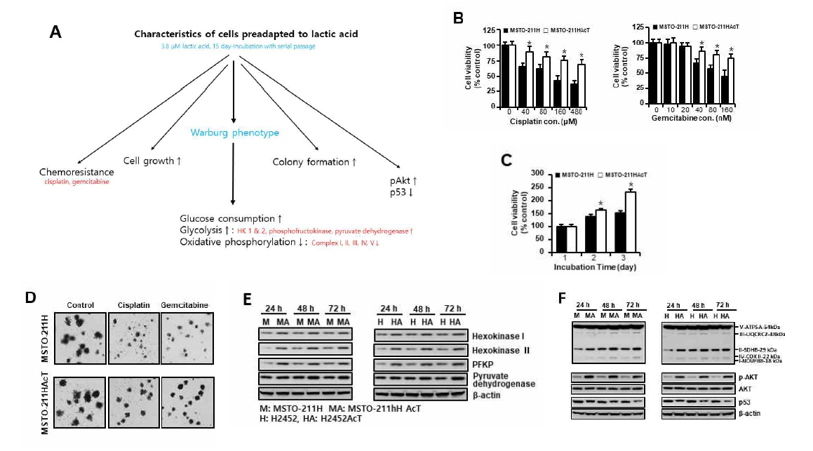 약산성 (∼pH 6.7)에서 사전 적응시킨 악성중피종세포 MSTO-211HAcT의 특징. (A) 최종 결과 요약도. (B) 항암제 cisplatin과 gemcitabine의 처리 농도에 따른 세포생존율 결과. (C) 전구세포(MSTO-211H)와의 세포생존율 비교 결과. (D) 항암제 cisplatin과 gemcitabine의 처리 농도에 따른 colony 형성 비교 결과. (E) 포도당 대사 관련 주요 효소 발현 분석 결과. (F) 미토콘드리아 전자전달계 I-V 발현의 비교 분석 결과