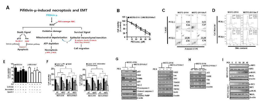 MSTO-211HAcT세포에서 pifithrin-u의 apoptosis, necroptosis유도 효과. (A) 최종 결과 요약도. (B) pifithrin-u 처리에 따른 세포생존율 결과. (C) Annexin V-PE binding assay결과. (D) Cell cycle analysis결과. (E) apoptosis 저해 제(Q-VD-Oph), necroptosis 저해제(necrostatin-1), autophagy저해제(spautin-1)전처리 후 세포생존율 분석 결과. (F) p53 knockdown후 세포생존율 분석 결과. (G) apoptosis 유도 marker단백질 발현 분석 결과. (H) p53 knockdown후 외인 성 apoptosis유도 단백질 발현 분석 결과. (I) Necroptosis유도 관련단백질 발현 분석 결과. PES, pifithrin-u; siC, control siRNA; sip53, p53-targeting siRNA