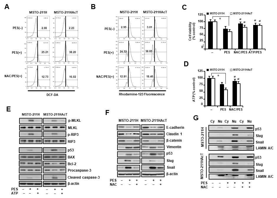 MSTO-211HAcT세포에서 pifithrin–u의 세포사 유도시 ROS (reactive oxygen species) scavenger NAC 전처리 효과. (A) Flow cytometry를 이용한 ROS 측정 결과. (B) Flow cytometry를 이용한 mitochondria 막전위 측정 결과. (C) 세포 생존율 분석 결과. (D) 세포내 ATP level 측정 결과. (E) apoptosis 및 necroptosis유도 관련 단백질발현 분석 결과. (F) EMT관련 marker 단백질발현 분석 결과. (G) 세포질 및 핵분획에서 EMT유도 관련 전사인자 발현 분석 결과. PES, pifithrin-u: NAC, N-acetylcysteine