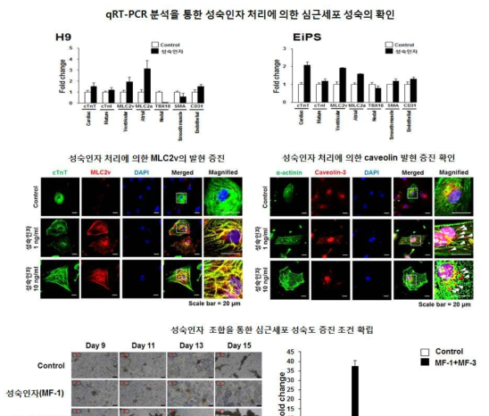 성숙 인자 처리에 의한 심근세포의 성숙도 증진 및 성숙 유도인자들의 조합에 따른 심근세포의 성숙도 증진 조건 확립