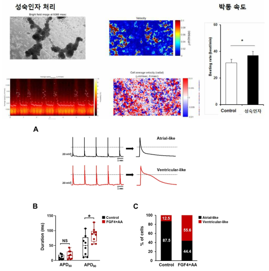 컴퓨터 소프트웨어 프로그램 기반 심근세포의 박동 특성 분석 및 FGF4+AA 처리에 의해 심실타입 심근세포로의 성숙 분화 유도