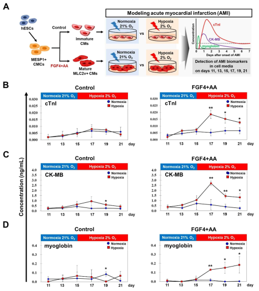 Hypoxia 처리에 의해 인간배아줄기세포로부터 분화된 성숙 심근세포에서 배양액내로 급성 심근경색 바이오마커의 경시적인 탐지