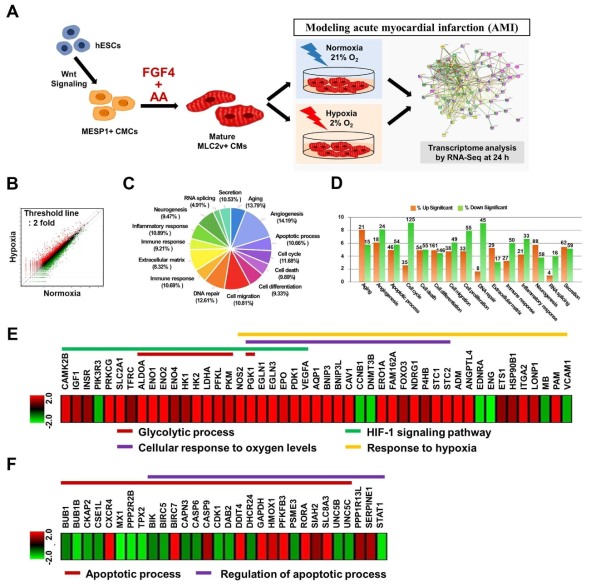 Hypoxia 기반 in vitro AMI 모델링을 통한 허혈 신호 관련 유전자의 발굴 및 신호 기전 규명