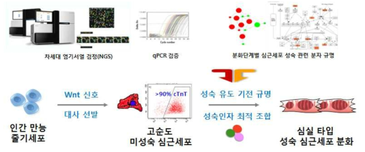 인간 다능성 줄기세포로부터 성숙 심근세포 분화 최적화 전략