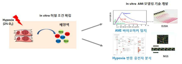 성숙 심근세포 기반 in vitro AMI 모델링 시스템 확립 전략