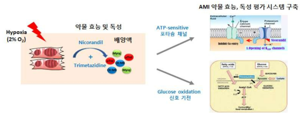 성숙 심근세포 기반 in vitro AMI 약물 독성 평가 시스템 확립 전략