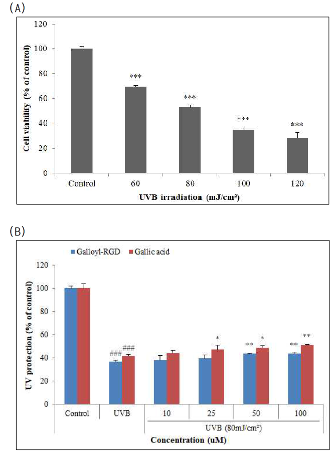 HaCaT 각질형성세포에서의 UVB 조사에 따른 세포생존율 (A) 및 UVB에 의한 세포독성 보호효과 (B)