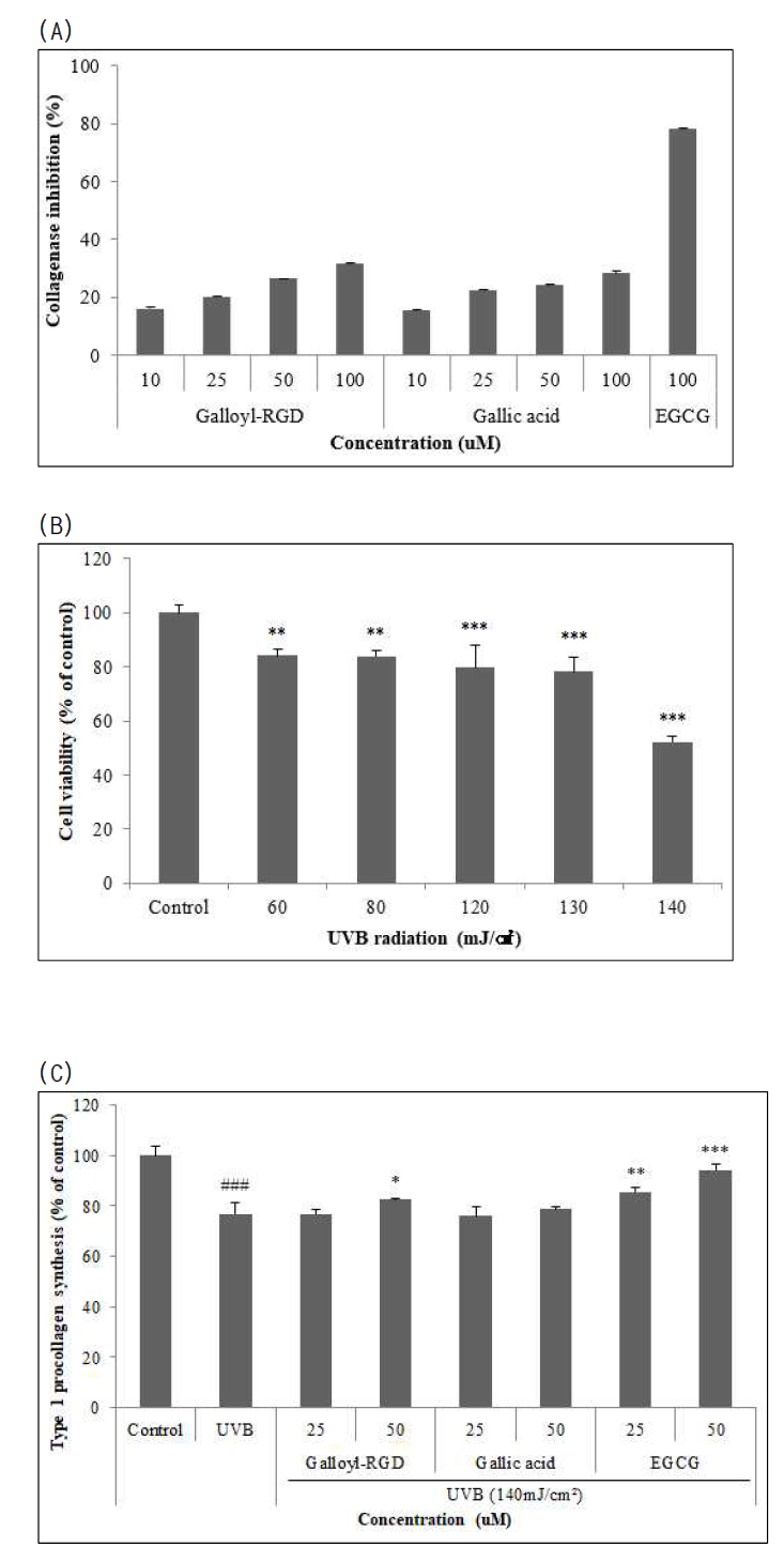 Galloyl-RGD의 collagenase 저해 활성 (A)과 CCD-986sk 섬유아세포에서의 세포생존율 (B) 및 Type 1 procollagen 생합성 촉진 효과 (C)