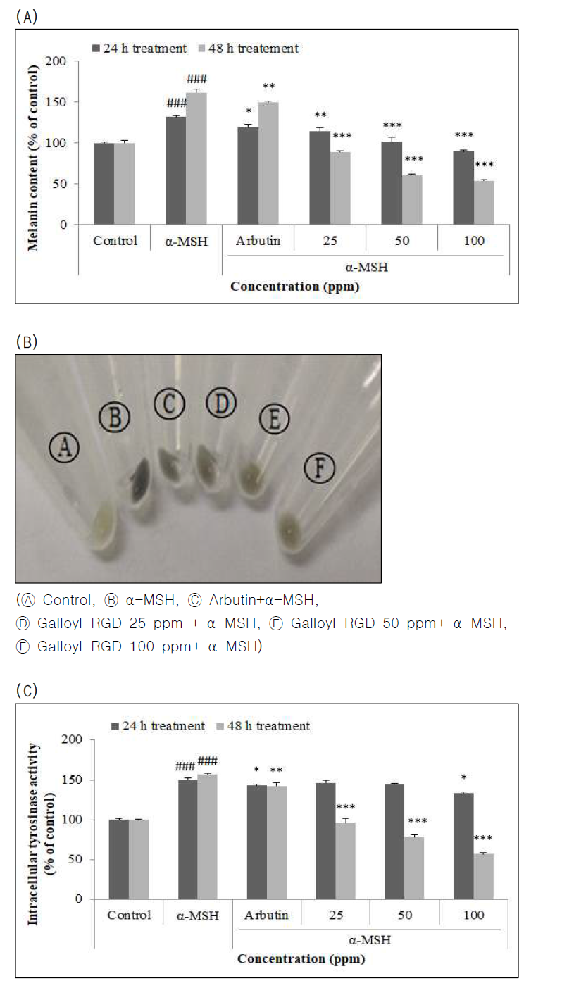 B16F10 세포에서 Galloyl-RGD의 멜라닌 생합성 억제효과 (A, B) 및 tyrosinase 저해 효과 (C)