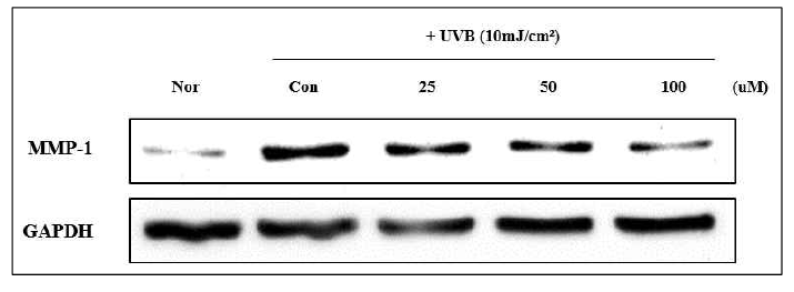 HDF 세포에서 Galloyl-RGD의 MMP-1 발현 (Nor: Normal control, Con: Control)