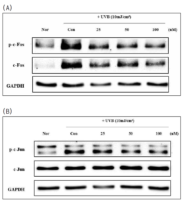 HDF 세포에서 Galloyl-RGD의 AP-1 (c-Jun, c-Fos) 발현 (Nor: Normal control, Con: Control)