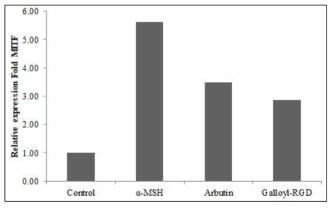 B16F10 세포에서 Galloyl-RGD의 MITF mRNA 발현