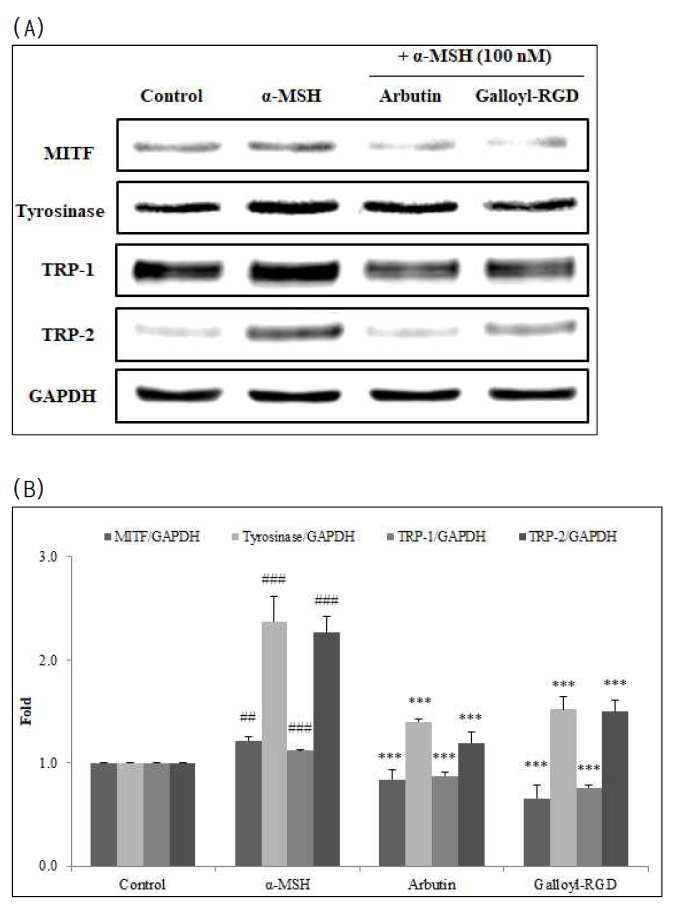 Galloyl-RGD의 MITF, Tyrosinase, TRP-1, TRP-2의 단백질 발현 억제 효과