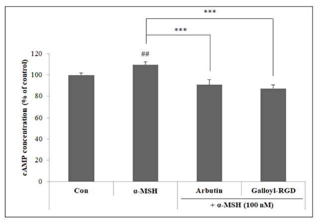 cAMP 농도에 대한 Galloyl-RGD의 영향