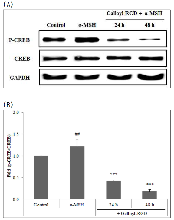 p-CREB 단백질 발현에 대한 Galloyl-RGD의 영향
