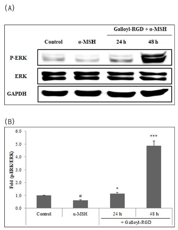 p-ERK 단백질 발현에 대한 Galloyl-RGD의 영향