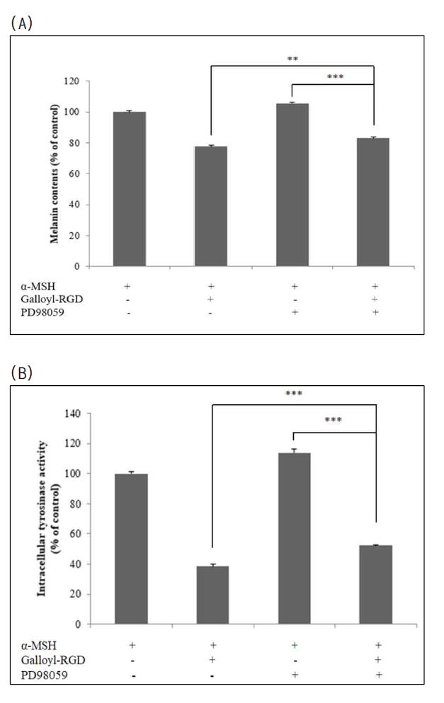 멜라닌 합성 (A) 및 tyrosinase 활성 (B)에 대한 p-ERK inhibitor의 영향