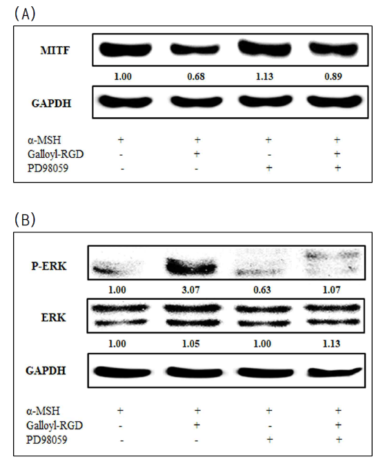 MITF (A) 및 p-ERK (B)단백질 발현에 대한 p-ERK inhibitor의 영향