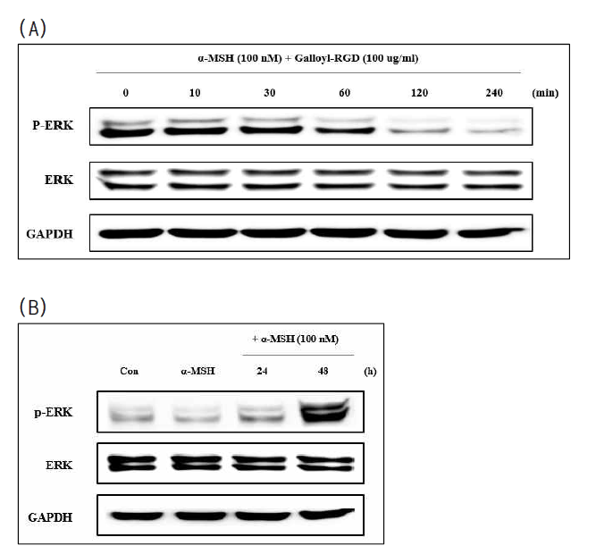 B16F10 세포에서 Galloyl-RGD의 early time (a) 및 late time (b)에서의 p-ERK 발현 (Con: Control, α-MSH: α-Melanocyte stimulating hormone 100 nM, 24·48 h: α-MSH 100 nM + Galloyl-RGD 100 ug/ml)