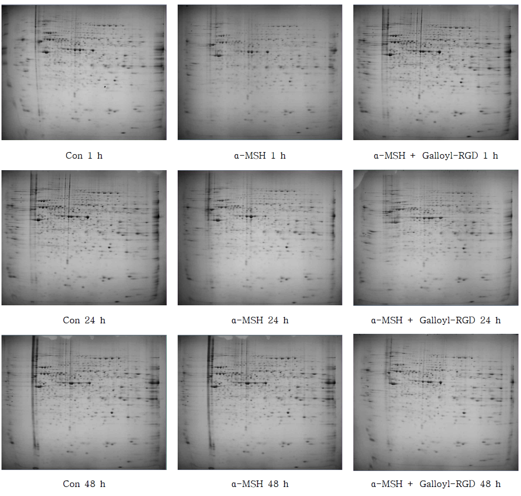 대조군과 α-MSH 처리군 및 Galloyl-RGD 처리군에 대한 2DE 이미지 분석 (Con: Control, α-MSH: α-Melanocyte stimulating hormon 100 nM, α-MSH + Galloyl-RGD: α-MSH 100 nM + Galloyl-RGD 100 ug/ml)