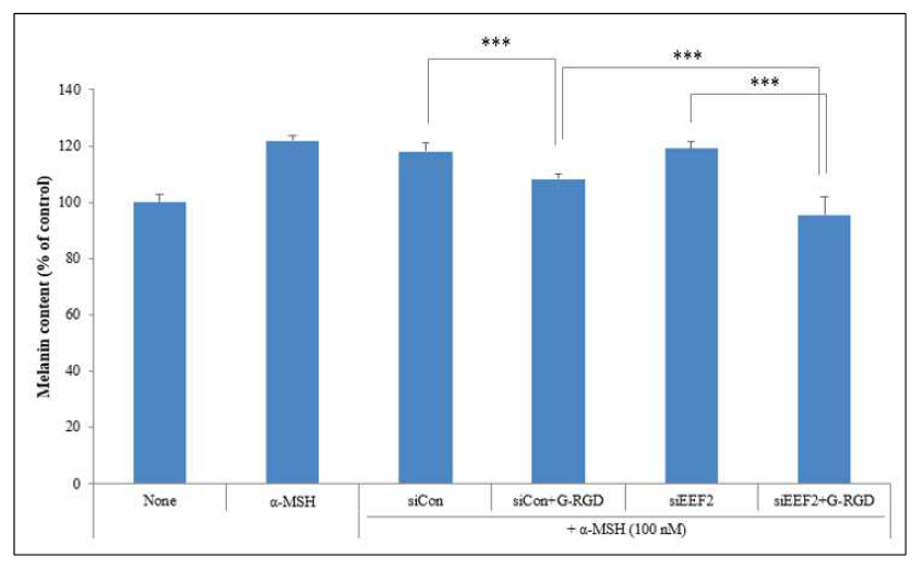 siRNA 처리에 의한 멜라닌 함량 변화