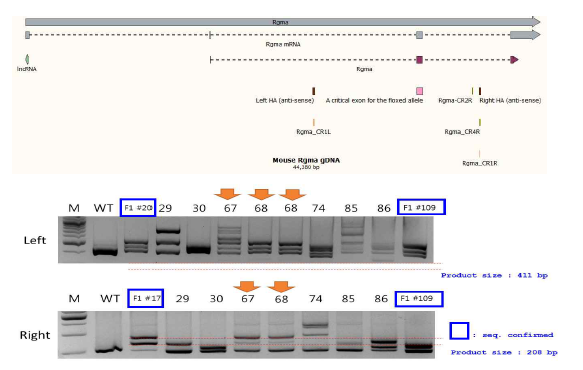 Rgma 조건적 결손 마우스 제작과정. 마우스 Rgma gDNA 시퀀스 및 targeting region 의 유전자 가위 설계 (위), Rgma critical exon 좌우 intron 내 loxp 시퀀스 삽입된 founder 마우스 (아래)