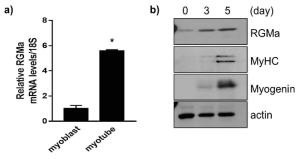 myoblast 와 myotube에서 RGMa 발현