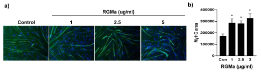 근육세포 분화 시 RGMa 처치 후 분화에 대한 영향