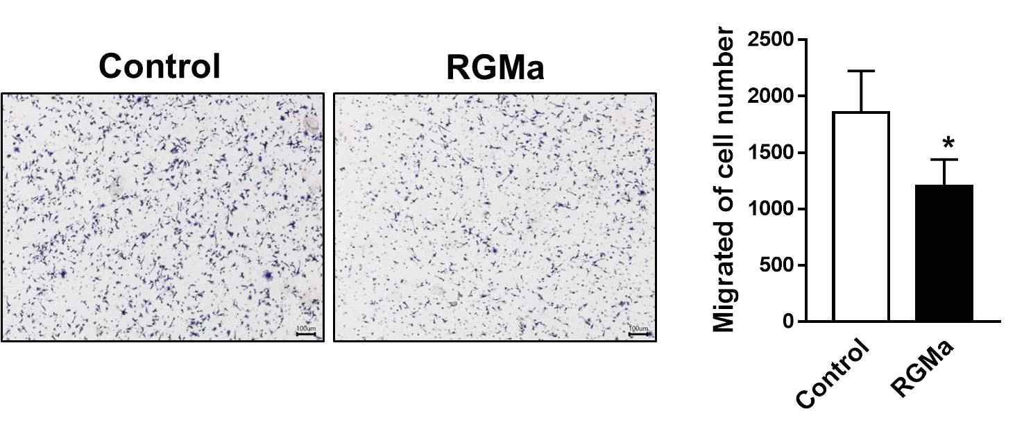 파골세포에 RGMa 이동능 확인