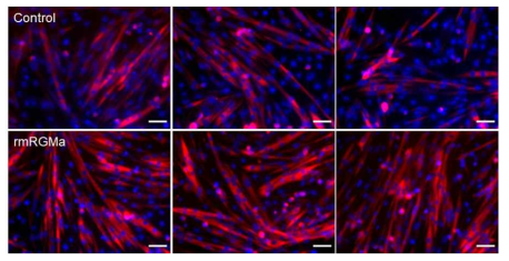 primary myoblast 세포 분화시 RGMa 처치 후 분화에 대한 영향