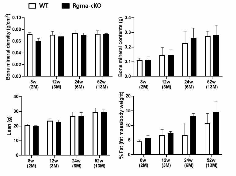 Rgma cKO 마우스 주령별 DEXA 결과