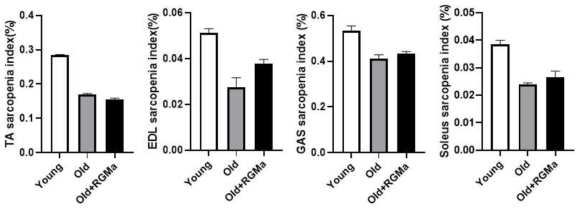 노화 동물모델에 RGMa 전신투여 한 마우스의 sarcopenia index %