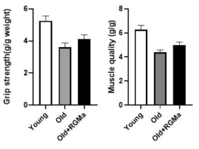 노화 동물모델에 RGMa 전신투여 한 마우스의 근력측정