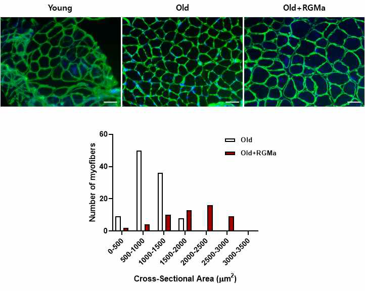 노화 동물모델에 RGMa 전신투여 한 마우스의 근육단면적 분석