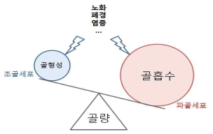 골량의 감소와 골다공증의 발생