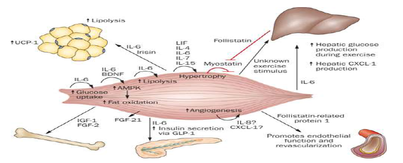 근육에서 분비되는 다양한 인자와 체내 대사에 대한 영향