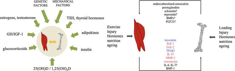 근육과 뼈에 동시 또는 상호작용하는 주요 요소와 물질들