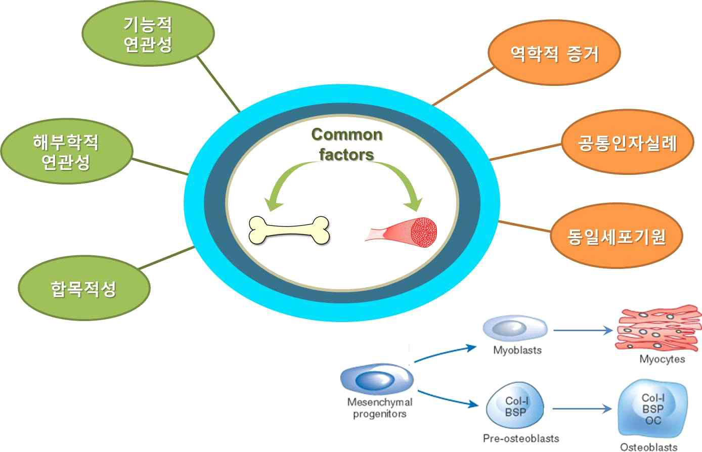 근육-골격 공통 조절 인자를 활용한 골다공증 및 근감소증 신규 표적 발굴 전략