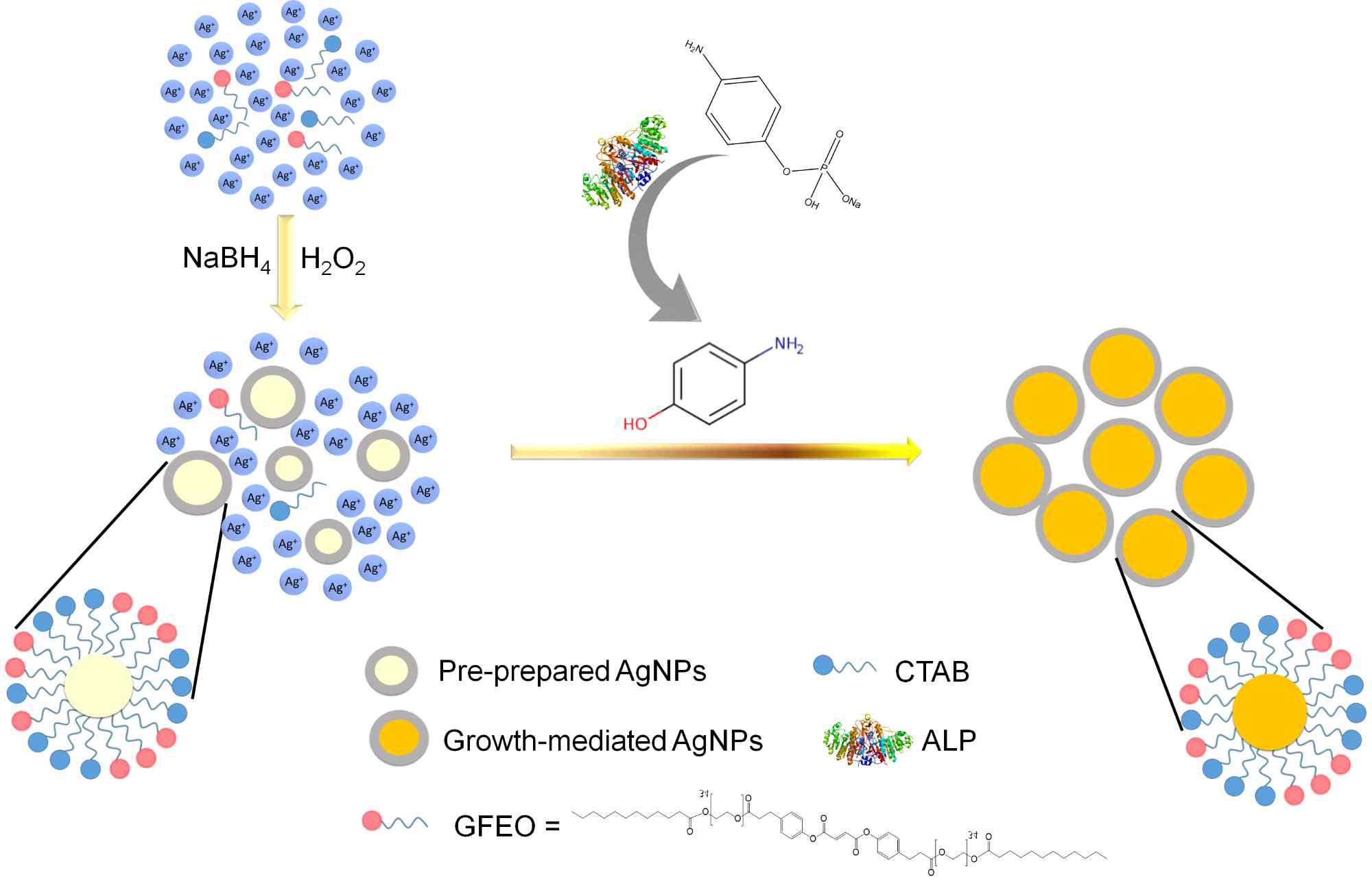 Scheme 1. Schematic representation of ALP detection based on the pAP-mediated growth of AgNPs