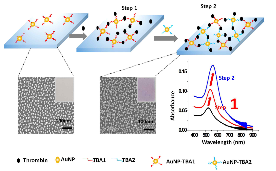 Schematic diagram of the fabricated solid-phase apta-biosensor for thrombin detection. The first step is the incubation of thrombin with the fabricated AuNPTBA1 solid biosensor, and the second step is the conjugation of the prepared AuNP-TBA2 solution with the AuNP-TBA1-thrombin complex for amplification of the LSPR signal. The scanning electron microscopic images demonstrate the aggregation induced by thrombin incubation, inducing peak enhancement and red-shift as observed in the UV spectrum