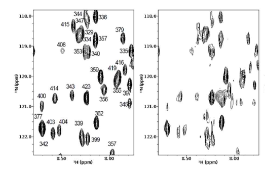 p300/CBP의 TAZ1과 HIF-1α CTAD 복합체의 1H-15N HSQC 스펙트럼. 왼쪽은 p300 TAZ1 domain의 신호만을 선택적으로 측정한 것이며 오른쪽은 구리이온 첨가에 의한 스펙트럼 변화를 보임