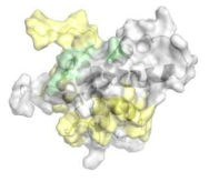 구리이온 첨가에 의한 확인된 긴 거리 구조 (약 10Å 이내) 정보를 단백질 복합체 구조에 표시함. 녹색으로 표시된 부분이 구리이온 첨가에 의해 NMR 신호가 크게 변화한 부분임
