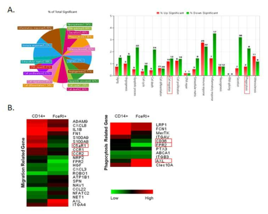 통풍환자의 관절액에 존재하는 선천면역세포의 microarray 분석 및 DEG 선별. (A) 선천면역 세포의 DEG 분포 그래프, (B) cell migration과 phagocytosis 관련 유전자의 heat map 분석