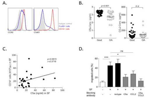 세포이동에 관여하는 유전자의 발현 및 기전 확인. (A) flow cytometry 이용한 단핵구에서 C5aR1과 CCR2 발현확인. (B) 환자 관절액에 존재하는 C5a와 CCL2 농도 측정. (C) 건강한 사람의 PBMC를 이용하여 CD14+세포의 이동성 확인