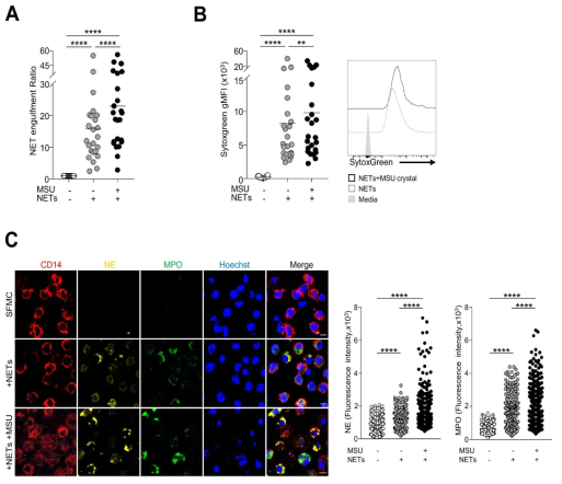 통풍관절액 대식세포의 MSU에 의해 유도된 NET의 engulfment. Sytoxgreen labelled NET과 공동배양한 대식세포와 NET이 없는 대식세포에서의 형광ratio 그래프 (A)와 flow cytometry 분석을 통한 geometric fluorescence (B). C. NET을 englufment한 관절액의 대식세포내의 NET component 확인 및 그래프