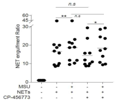 NLRP3 inhibitor에 의한 engulfment의 변화 관찰