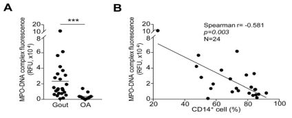 19.통풍환자에서 관절액의 대식세포와 NET 제거와의 상관관계. A. 통풍관절액과 퇴행성관절액에서 MPO-DNA complex 비교. B. 통풍환자의 관절액에 있는 MPO-DNA complex와 대식세포의 상관관계